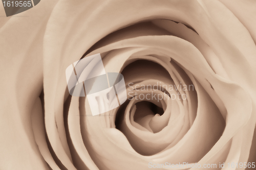 Image of white rose close up