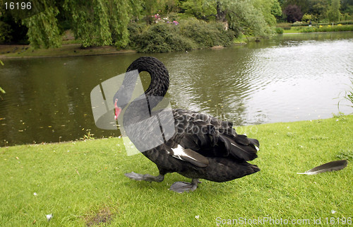Image of Black Swan
