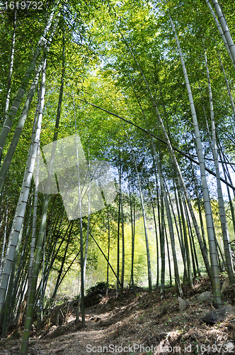 Image of Bamboo woods