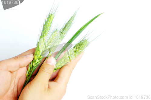 Image of Wheat ears in hands