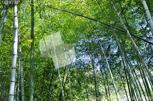 Image of Bamboo woods