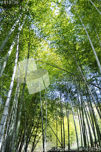 Image of Bamboo woods