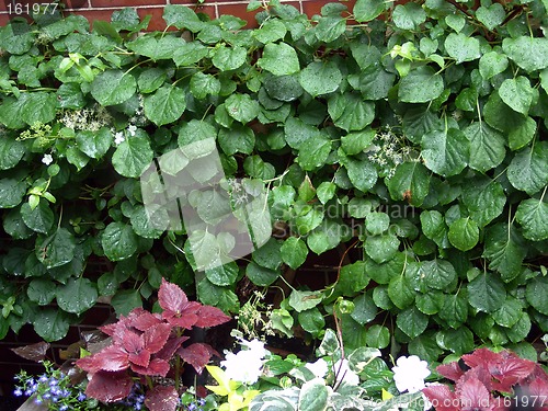 Image of Leaves Crawling