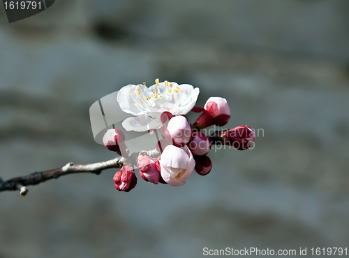 Image of apricot flower and buds