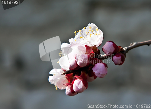Image of apricot flower
