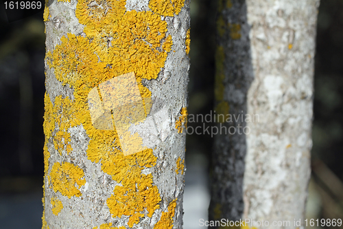 Image of Xanthoria parietina lichen growing on Aspen (Populus tremula)