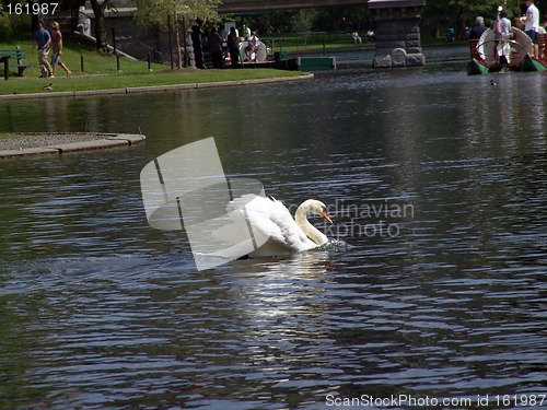 Image of Swan Dance