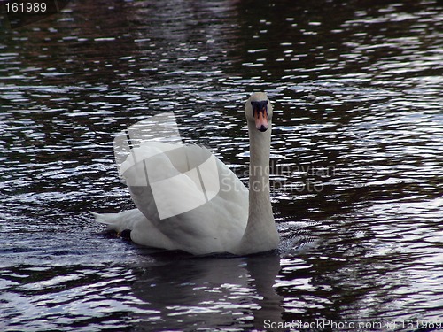 Image of Graceful Swan