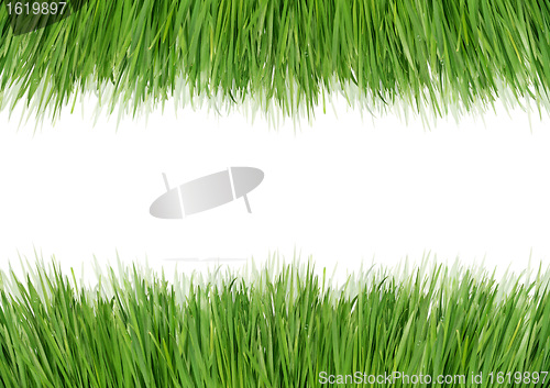 Image of Green grass