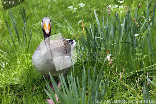 Image of Duck in the Grass
