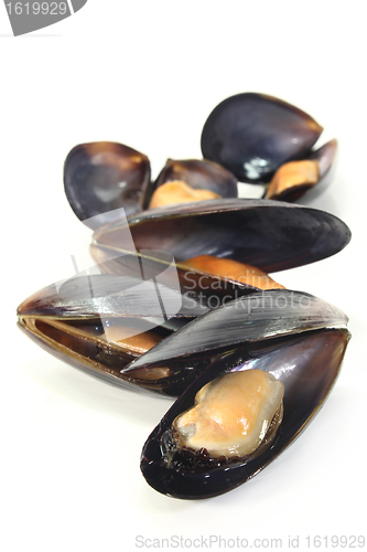 Image of Mussels