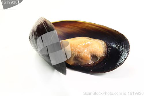 Image of Mussels