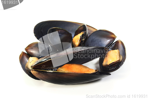 Image of Mussels