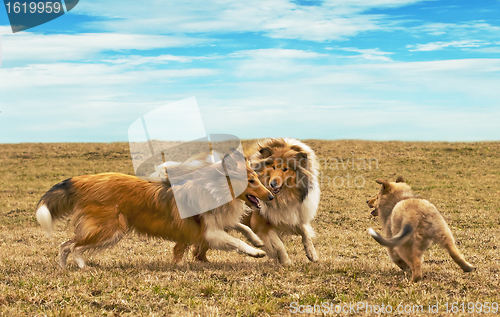 Image of running collie dogs