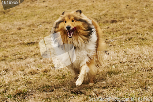 Image of  Collie running