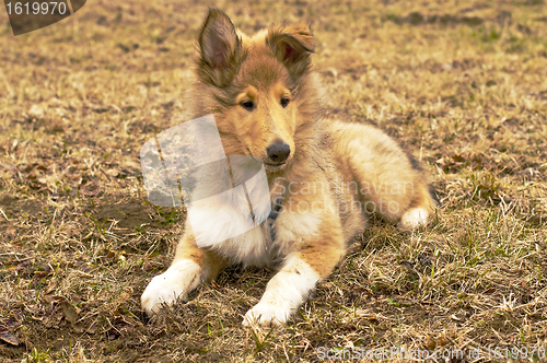 Image of collie whelp