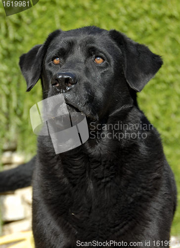 Image of labrador retriever