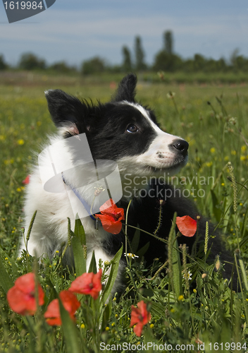 Image of puppy border collie 