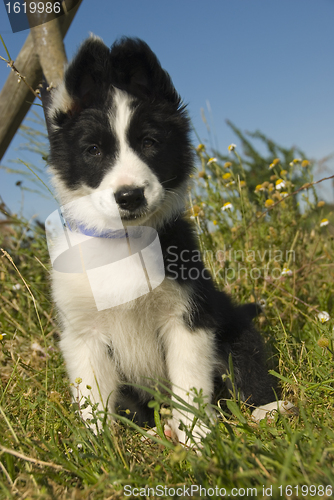 Image of puppy border collie