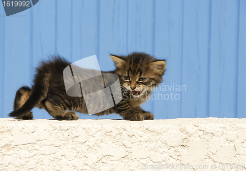 Image of meowing kitten