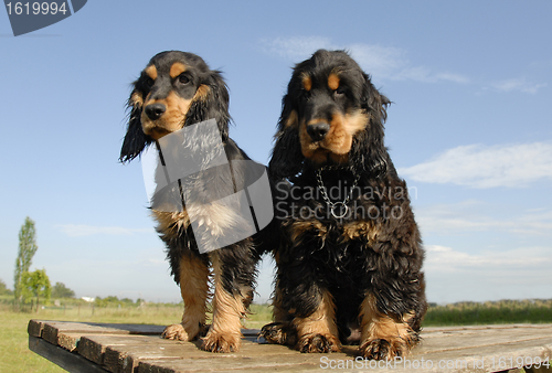 Image of two puppies purebred english cockers