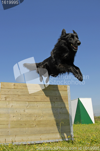 Image of jumping black dog