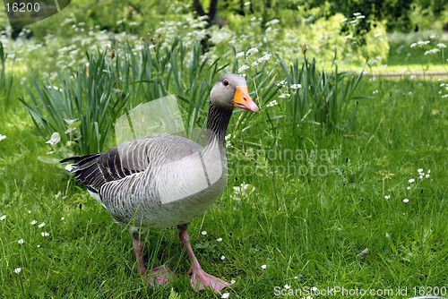 Image of Duck Walking in the Grass