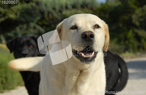 Image of labrador retriever