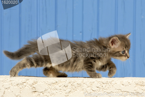 Image of kitten