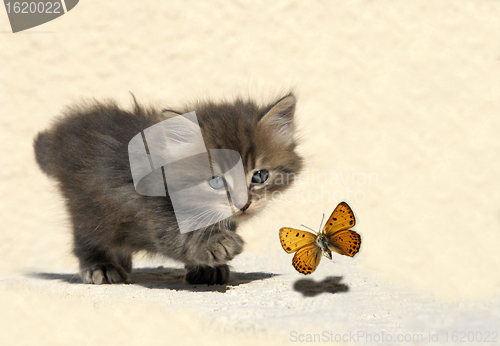 Image of hunting kitten