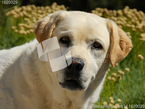 Image of labrador retriever