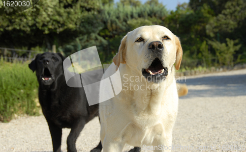 Image of barking dogs