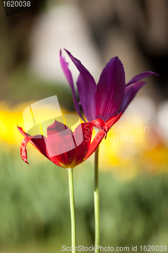 Image of Two tulip. Close-up view
