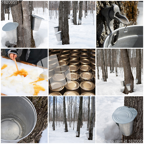 Image of Maple syrup production