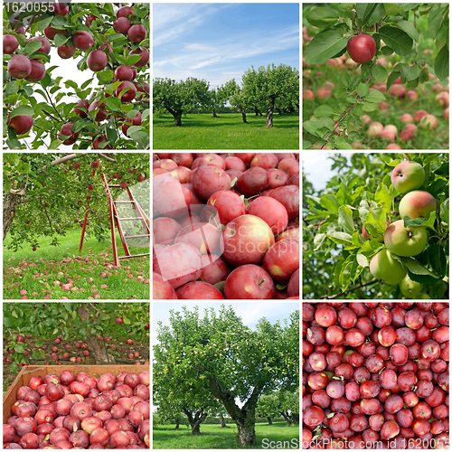 Image of Apple season