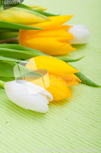 Image of Tulips