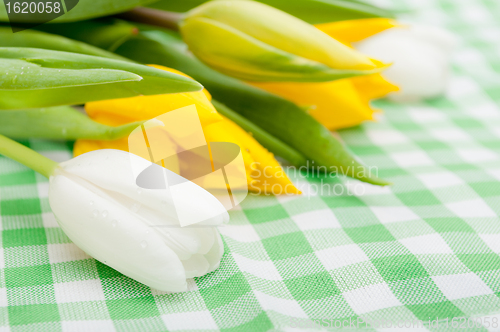 Image of Tulips