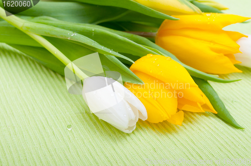 Image of Tulips