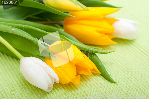 Image of Tulips