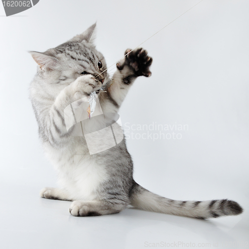 Image of  grey white Scottish kitten playing