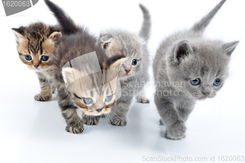 Image of group of little kittens