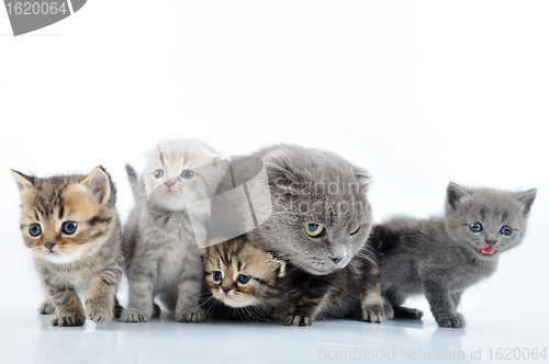 Image of cats family portrait