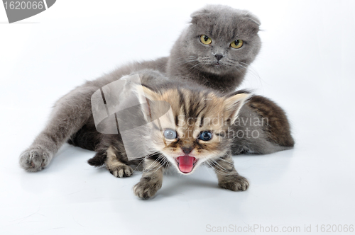 Image of shouting baby kitten with the family