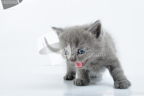 Image of grey kitten