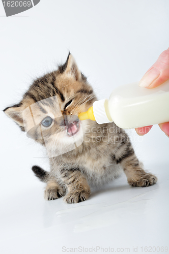 Image of milk feeding small kitten from a bottle