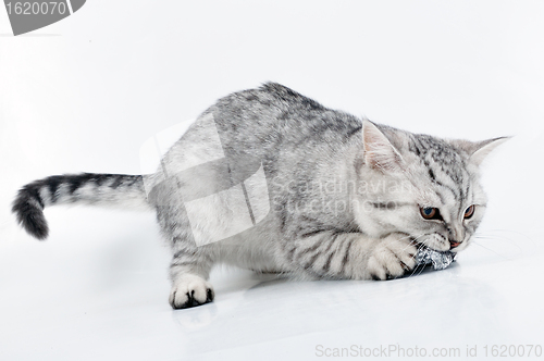 Image of  young grey white Scottish kitten playing