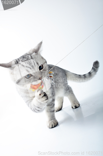 Image of  grey white Scottish kitten playing