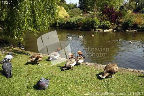 Image of Ducks in Park