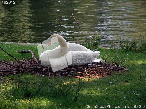 Image of Swan Resting