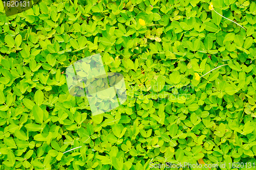 Image of Green leaf background 